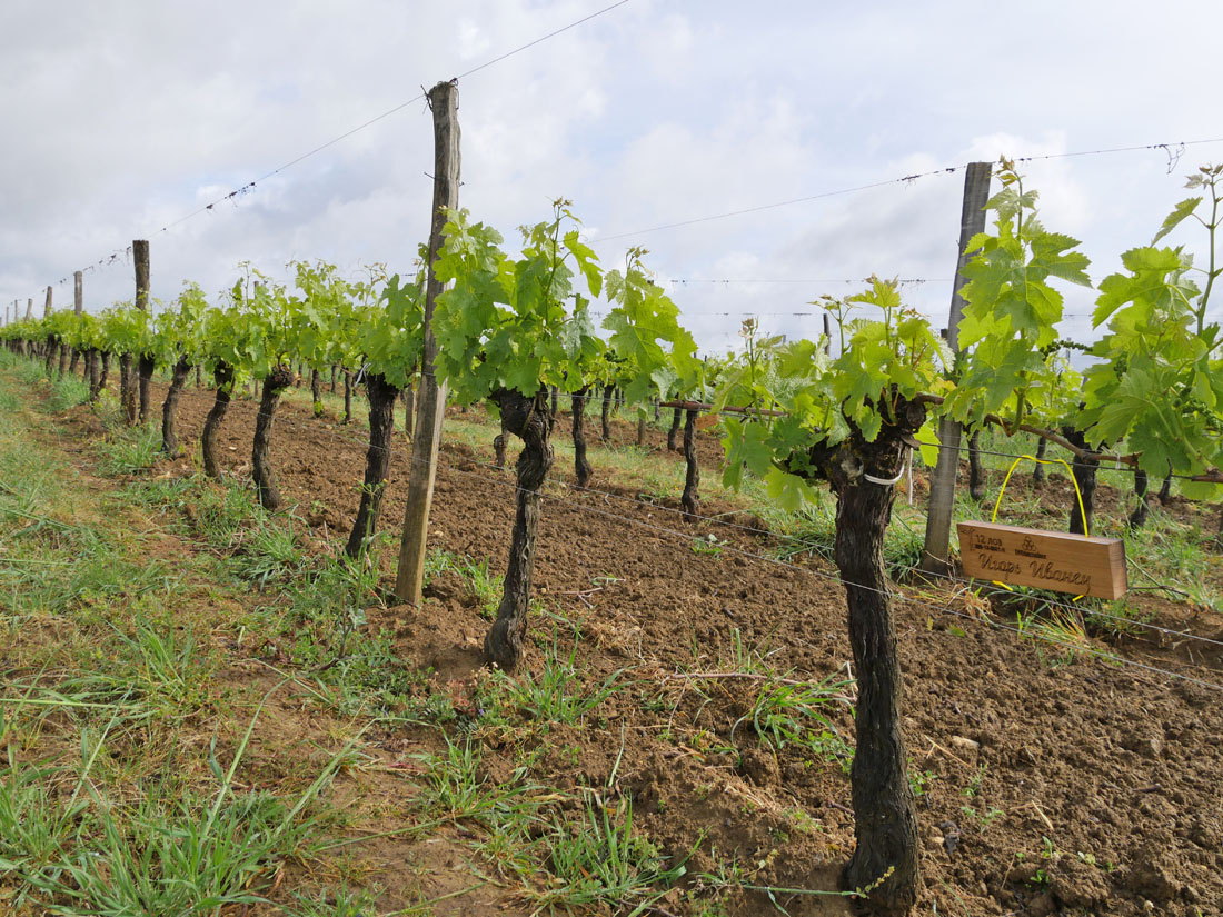 Виноградник на урожай